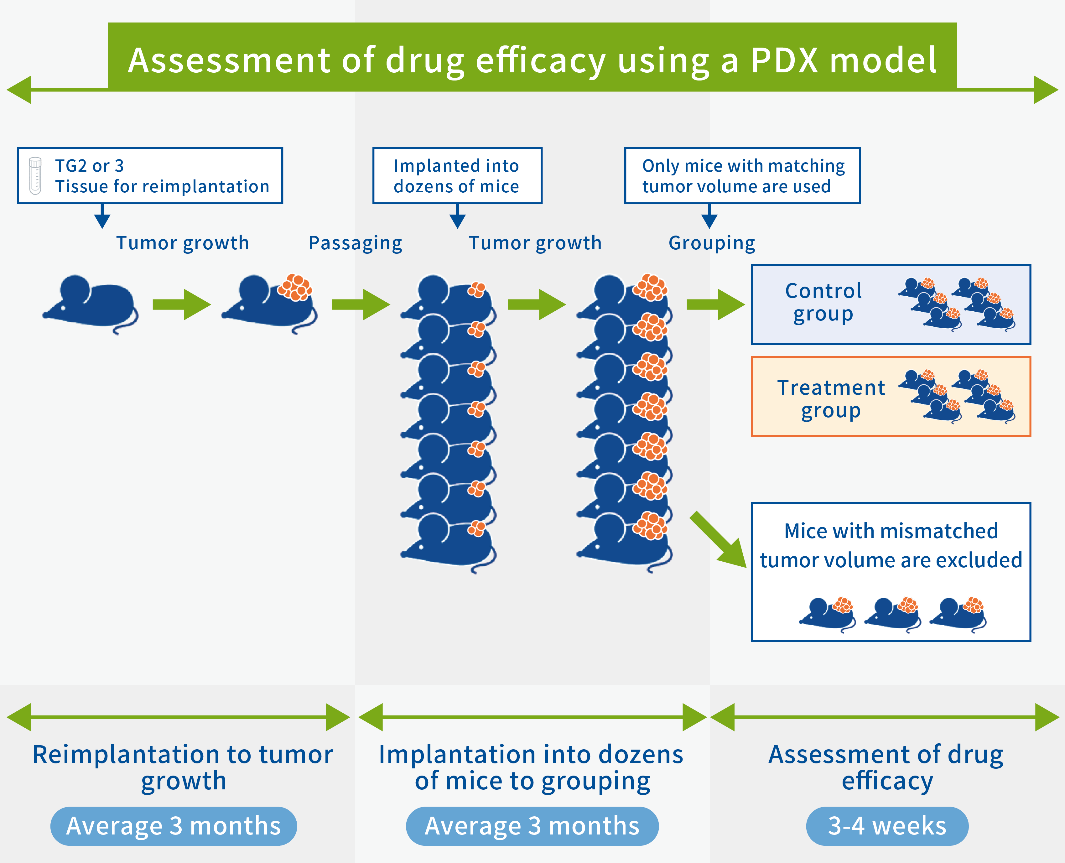 ”PDXを用いた薬効評価図”